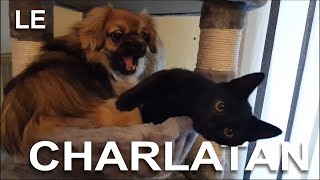 LE CHARLATAN - PAROLE DE CHAT