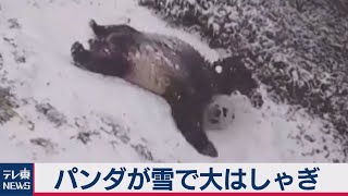 雪が降り大はしゃぎするジャイアントパンダ（2021年2月3日）