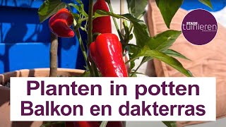 Stadstuinieren - Planten in bakken en potten 1 - Dakterras en kruidenbak