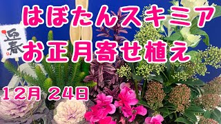 お正月の寄せ植えスキミア使って冬中楽しめるよ　 #プランツギャザリング