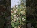 rose vlog 051823 David Austin Malvern Hills rambling rose, zone 10A one year