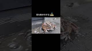 変な動きをするツノガエル2024.9.25#frog #pacmanfrog #クランウェルツノガエル #ツノガエル