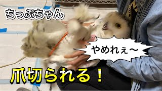 【シロフクロウ】ちっぷちゃんメンテナンスでブチギレ