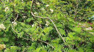 Sorbus aucuparia 'Pendula' jeřáb obecný