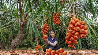 Harvesting Rare Pandanus Fruit - A Potent Liver Remedy | Thanh Farm