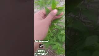 தினமும் ஒரு தாவரம் அறிவோம் | Daily learn one plant | நீல கொழுஞ்சி or நரம்பு கொழுஞ்சி | MOM'S WORLD