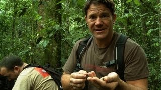 Chimpanzees Hurl Dung at Steve Backshall! | Deadly 60 | Series 2 | BBC Earth