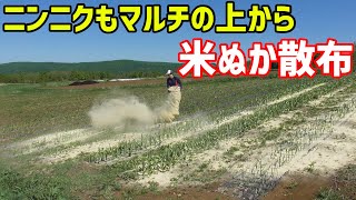 マルチの上からでも米ぬかを散布しちゃいます【ニンニク】