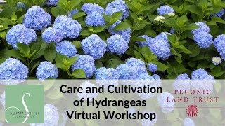 Care and Cultivation of Hydrangeas - Virtual Workshop
