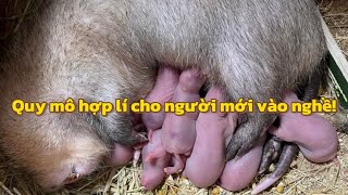 Nên lựa chọn thế nào khi mới vào nghề nuôi dúi.