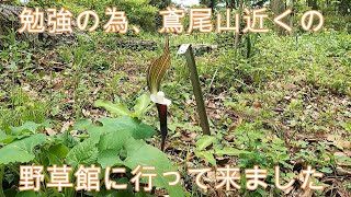 神奈川県・厚木市・愛川町・鳶尾山・野草の勉強の為、今度は野草園に行きました