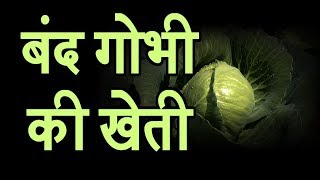 Cabbage Farming | Rabi Season's Vegetables | Vegetable Farming | बंद गोभी की खेती