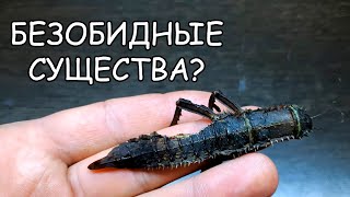 БЕЗОБИДНЫЕ СУЩЕСТВА??? КАК ПАЛОЧНИКИ ЖРУТ ПАЛОЧНИКОВ.