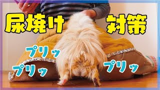 モルモットの尿焼け対策　おしり周りのカット   cute guineapig