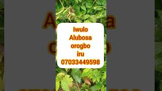 iwulo alubosa,orogbo,iru