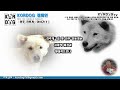 kordog tv 58 the story of the jindo dog 진도개 in jeonju korea 1 .