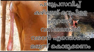 പ്രസവം  കഴിഞ്ഞ് മറുപിള്ള മുഴുവന്നായി വീഴാൻ എന്തൊക്ക മരുന്ന് കൊടുക്കാം പശുവിന് #farming #dairy farm#