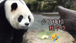 芭樂遭受團圓一家集體嫌棄😆😆，圓仔吃得好勉強|熊貓貓熊The Giant Panda Yuan Yuan and Yuan Bao|台北市立動物園