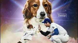 デコピンもＭＶＰ！ドジャースが大谷翔平の愛犬を「最優秀犬」と称賛　「ディコイにもチャンピオンリングを！」の声