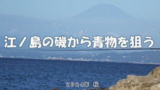 江ノ島の磯から青物を狙う　2024.10.24