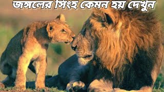 সিংহ কতটা ভয়ংকর হয় দেখুন /জঙ্গলে সিংহ কেমন হয়