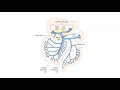 portal vein doppler protocol