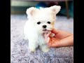 adorable mini maltese with standing ears👆🏻👆🏻 aloha teacup puppies