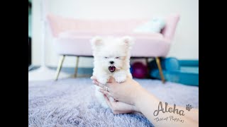 Adorable mini Maltese with standing ears👆🏻👆🏻 - Aloha Teacup Puppies