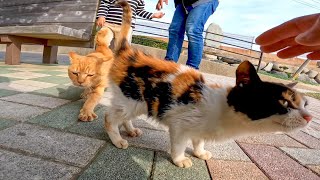 猫島の港で来島者を迎える猫ちゃん達が可愛過ぎる