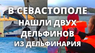 В Севастополе нашли двух дельфинов выброшенных из дельфинария