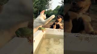 The dog was bullied by the cat.#funny #shortsreels #trending