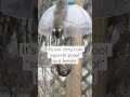 “Squirrel-proof” bird feeder #shorts