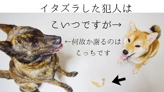 【感動】柴犬がイタズラすると飼い主より先に叱りつけ、柴犬が叱られると何故か自分は悪くないのに謝ってしまう甲斐犬！【甲斐犬・柴犬】