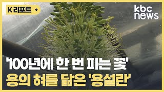 '100년에 한번 피는 꽃' 용설란 '활짝' / KBC뉴스