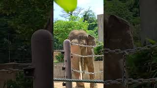 日朝■③インドゾウ・印度象・リュウトくん・沖縄こどもの国・・・Indian_Elephant ・Okinawa Zoo \u0026 Museum(20220828)