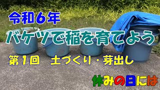 【庭いじり】令和6年バケツで稲を育てよう第一回土づくり・芽出し