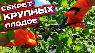 МАЛЕНЬКИЙ СЕКРЕТ! Крупные плоды без заболеваний: правильная подкормка и нормирование абрикос