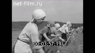 1940г. Сенокос в колхозе. \