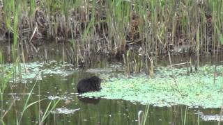 Water vole is startled by moorhen | WWT Welney