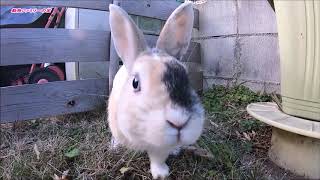 【動物ファミリーの家】The name of the rabbit is multi.　ウサギのマルチ外遊び