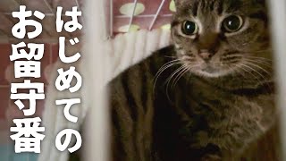 保護猫たちのお留守番の様子と、ママの愚痴と、それから…