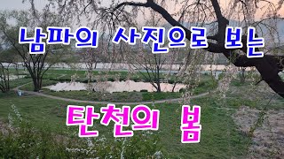 성남 탄천 벚꽃길. 성남벚꽃길7경. 240405