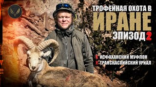 ТРОФЕЙНАЯ ОХОТА В ИРАНЕ | Исфаханский баран | Транскаспийский уриал  | ОХОТА С ДЕНИСОМ МОРОЗОВЫМ