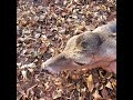 whitetail buck almost breeds doe to death.