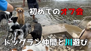 【甲斐犬】大興奮！ドッグラン仲間と川遊び【オフ会!?】