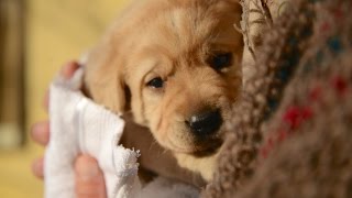 Los primeros seis cachorros uruguayos que serán perros guía