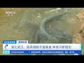 经济信息联播 海鲜陆养 湖北武汉：陆养海鲜丰富餐桌 种类不断增加 财经风云