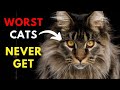 12 Worst Cat Breeds for First-Time Owners ( Never Get these Cats )