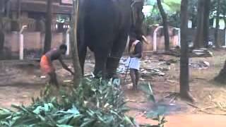 eliphant React മദമിളകിയ ആനയെ തളച്ചതാ