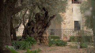 Gethsemane, where millenary olive trees, biblical texts and archaeology come together